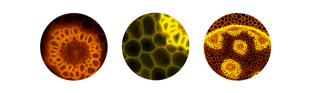 MICROSCOPE CONCEPT