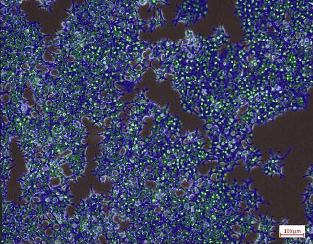 Améliorez vos expériences sur les cellules